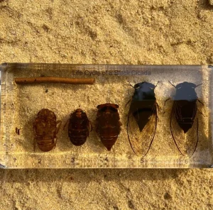 Black Cicada Life Cycle in Resin - Best Montessori Educational Toys