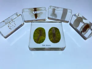 5 Blocks Silkworm life cycle in Resin- Best Montessori