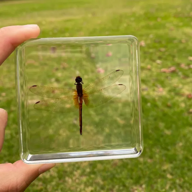 butterflies_and_dragonfly_3.webp Butterflies and Dragonfly in resin- Best montessori toys