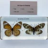Butterfly and Moth in Resin - Best Montessori Educational Toys