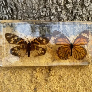 Butterfly and Moth in Resin - Best Montessori Educational Toys