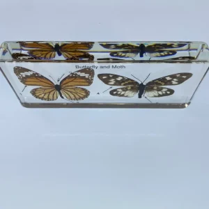 Butterfly and Moth in Resin - Best Montessori Educational Toys