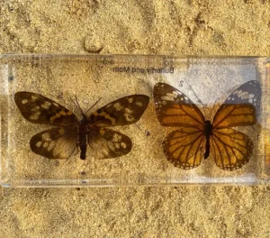 Butterfly and Moth in Resin - Best Montessori Educational Toys