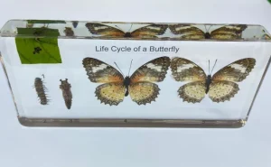 Butterfly Life Cycle In resin - Best Montessori