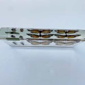 Butterfly Life Cycle In resin - Best Montessori