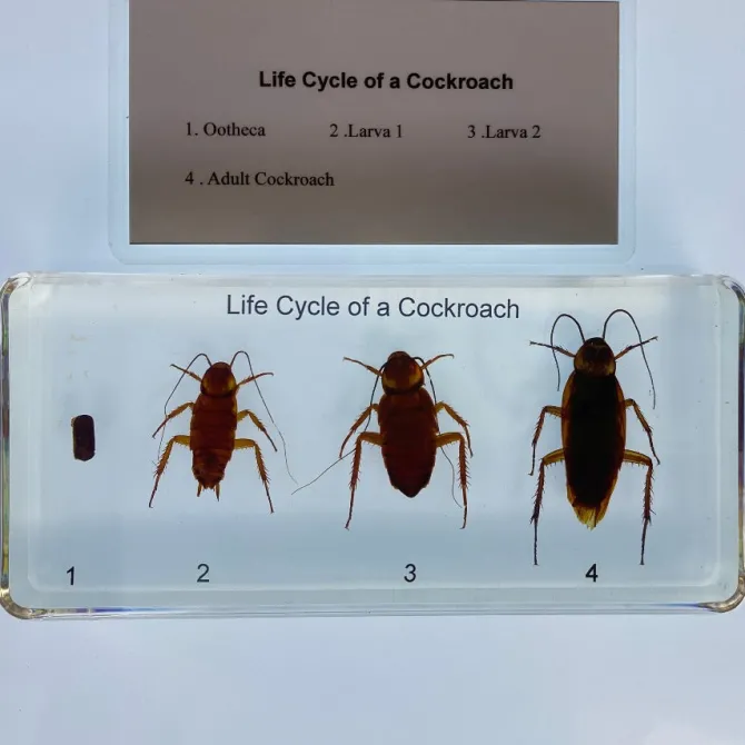 cockroach_life_cycle_in_r_0.webp Cockroach Life Cycle in Resin - Best Montessori