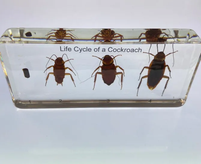 cockroach_life_cycle_in_r_3.webp Cockroach Life Cycle in Resin - Best Montessori
