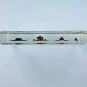 Cockroach Life Cycle in Resin - Best Montessori