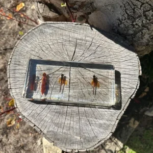 Dragonfly life cycle in Resin - Best Montessori Toys