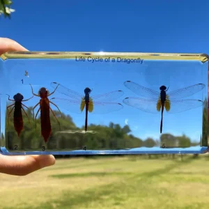 Dragonfly life cycle in Resin - Best Montessori Toys