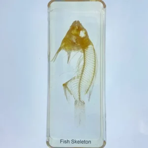 Fish Skeleton In Resin