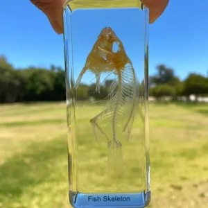 Fish Skeleton In Resin