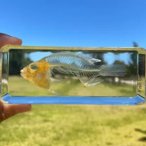 Fish Skeleton In Resin