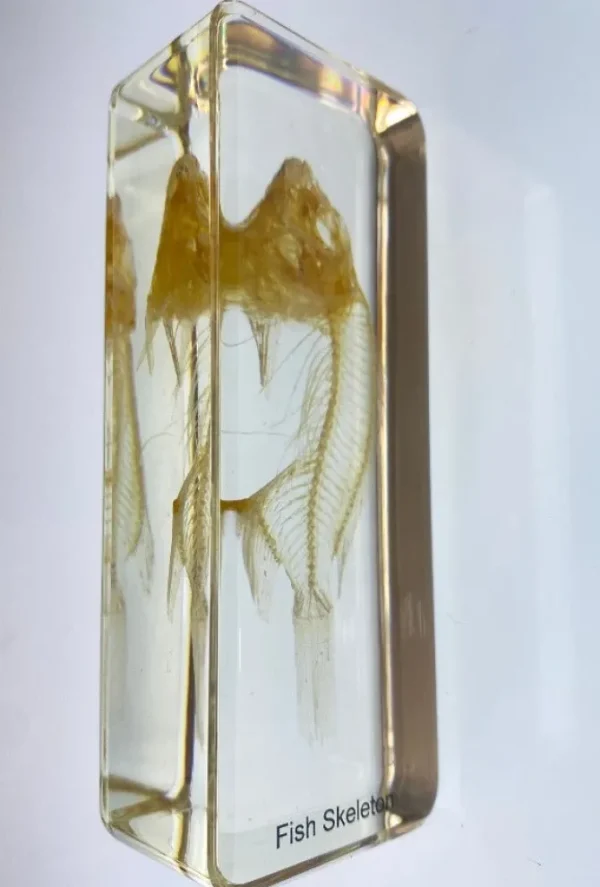 Fish Skeleton In Resin