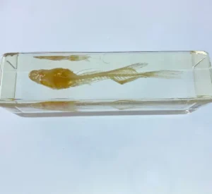 Fish Skeleton In Resin