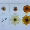 6 Flowers in Resin - Best Montessori Toys
