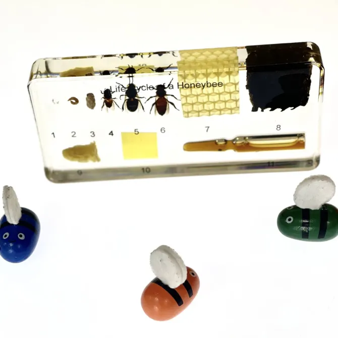 honey_bee_life_cycle_in_r_0.webp Honey Bee Life Cycle in Resin - Best Montessori