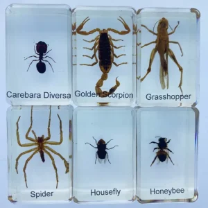 6 Insects in Resin - Best Montessori