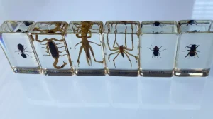 6 Insects in Resin - Best Montessori