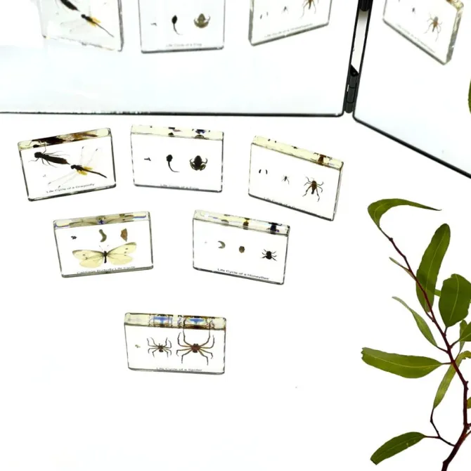insects_life_cycle_in_re_0.webp 6 Insects Life Cycle in Resin - Best Montessori