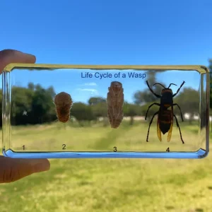 Life Cycle of Wasp In Resin - Best Montessori Toy