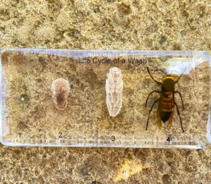 Life Cycle of Wasp In Resin - Best Montessori Toy