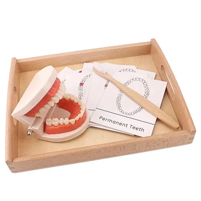 montessori_teeth_brushing_0.webp Montessori Teeth Brushing Teaching Aid - Best Montessori Toys