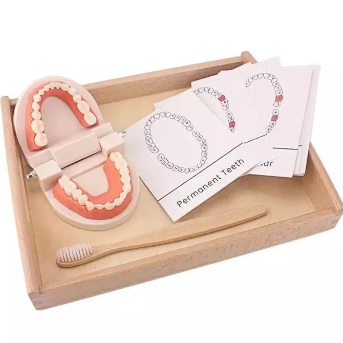 montessori_teeth_brushing_1.webp Montessori Teeth Brushing Teaching Aid - Best Montessori Toys
