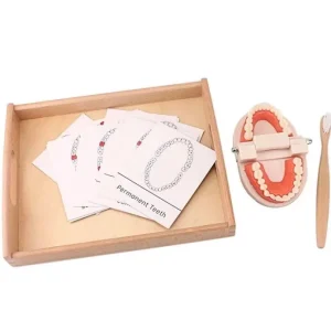 Montessori Teeth Brushing Teaching Aid - Best Montessori Toys