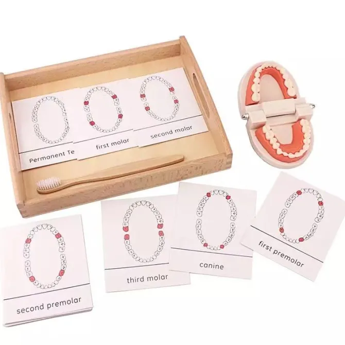 montessori_teeth_brushing_3.webp Montessori Teeth Brushing Teaching Aid - Best Montessori Toys