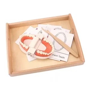 Montessori Teeth Brushing Teaching Aid - Best Montessori Toys