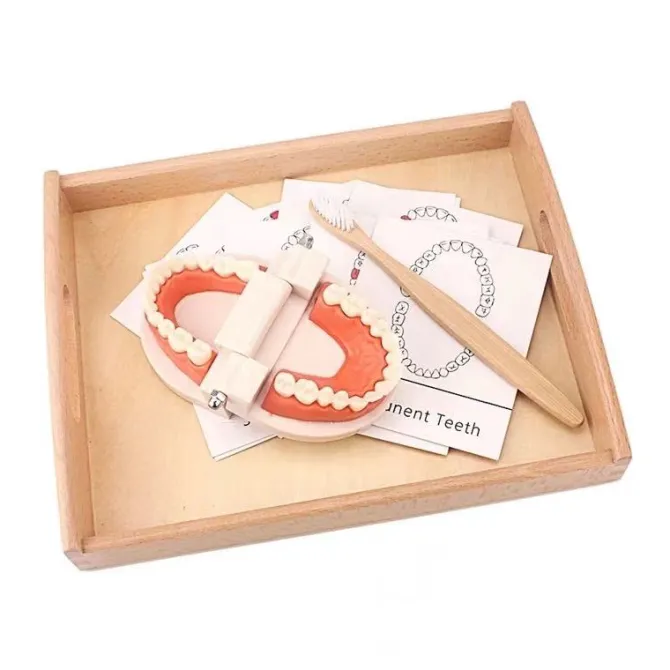 montessori_teeth_brushing_4.webp Montessori Teeth Brushing Teaching Aid - Best Montessori Toys