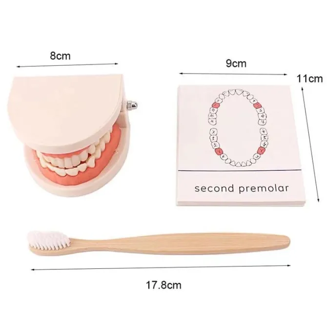 montessori_teeth_brushing_5.webp Montessori Teeth Brushing Teaching Aid - Best Montessori Toys