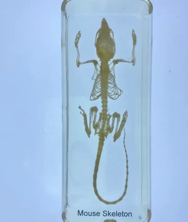 Mouse Skeleton in Resin - The best Montessori