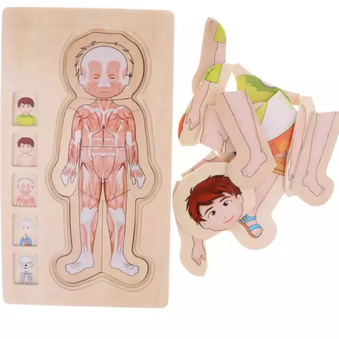 onshine_wooden_d_anatomy__2.webp Onshine Wooden 3D Anatomy Puzzle- Fine motor skills toys