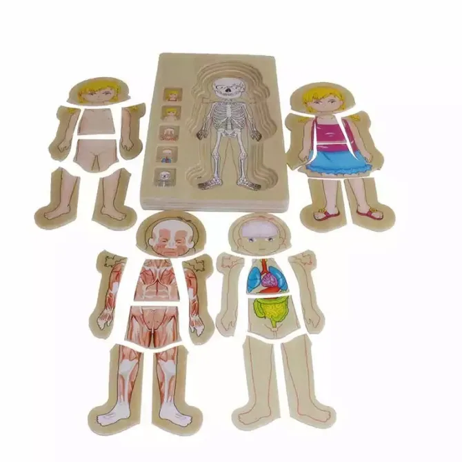 onshine_wooden_d_anatomy__5.webp Onshine Wooden 3D Anatomy Puzzle- Fine motor skills toys