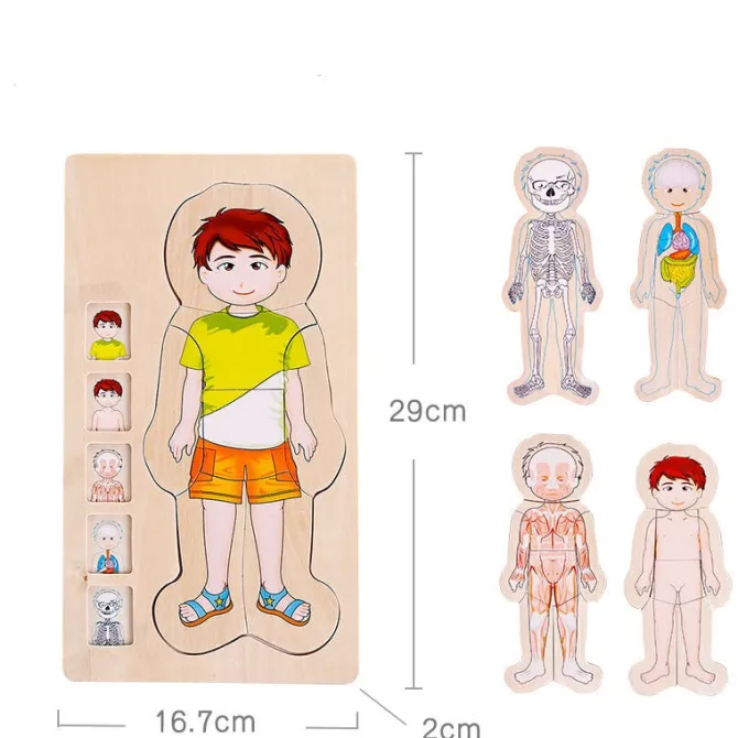 onshine_wooden_d_anatomy__7.webp Onshine Wooden 3D Anatomy Puzzle- Fine motor skills toys