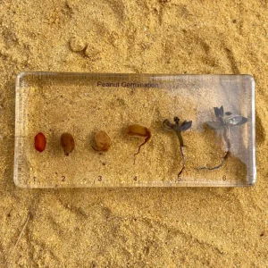 Peanut Germination in Resin- The Best Montessori