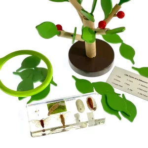 Silkworm Life Cycle In Resin - Best Montessori