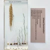 Wheat Germination In Resin - Best Educational Montessori Toys